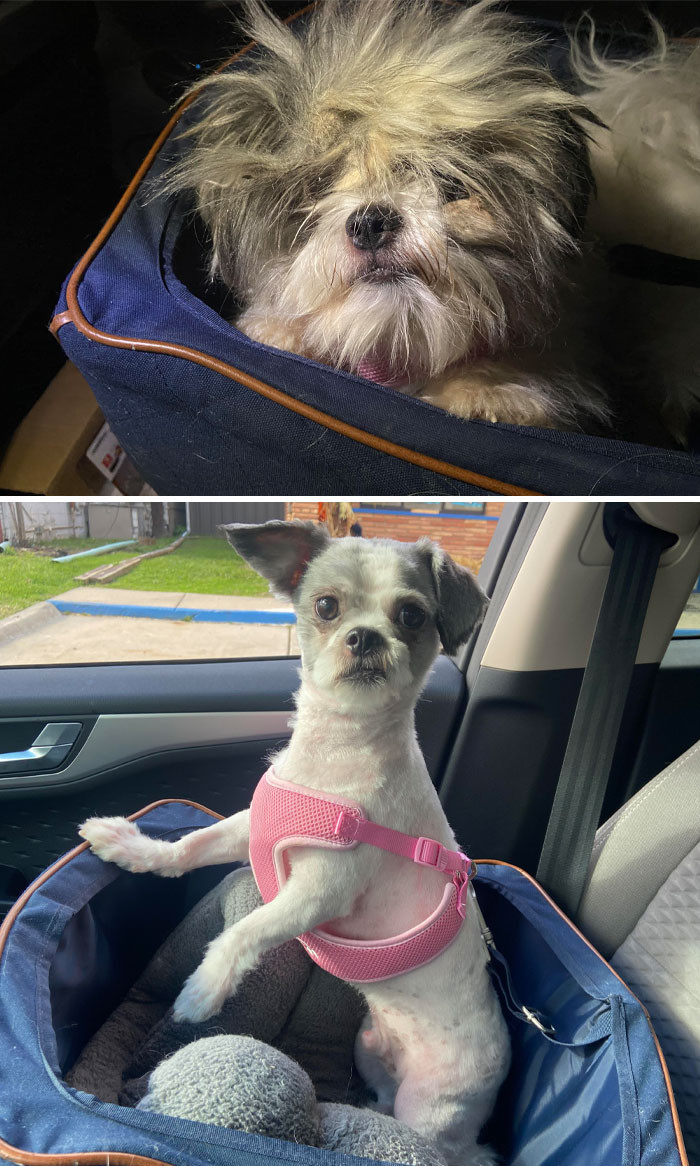 38. King Louie Was Surrendered On Saturday After A Year Of No Grooming. Very Nice Glow Up Since Being In Our Home