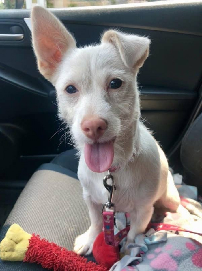 14. "I love her one floppy ear!"