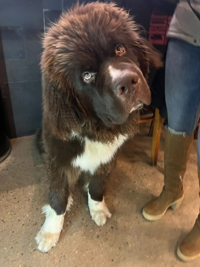 8. I Met This 140-Lb Floof At A Brewery In Englewood, Co