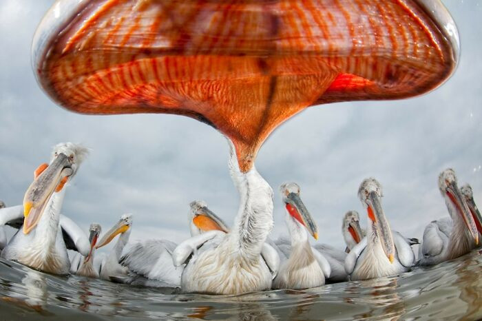 “Pelican Perspective” By Bence Mate