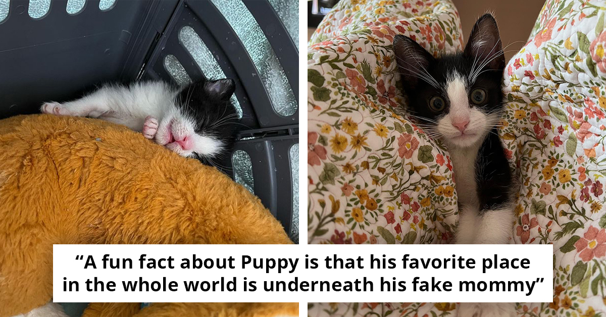 This Orphaned Kitten’s Plush Mama Is The Cuddle Buddy We All Need
