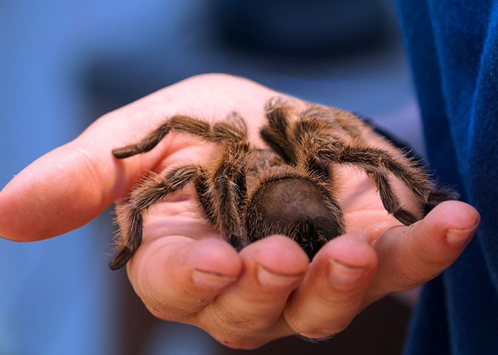 21. Tarantulas