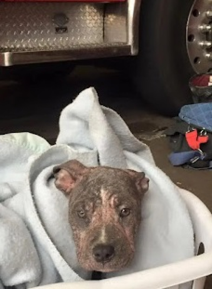 This is Chunkie. She was found by firefighter Mike Thawley