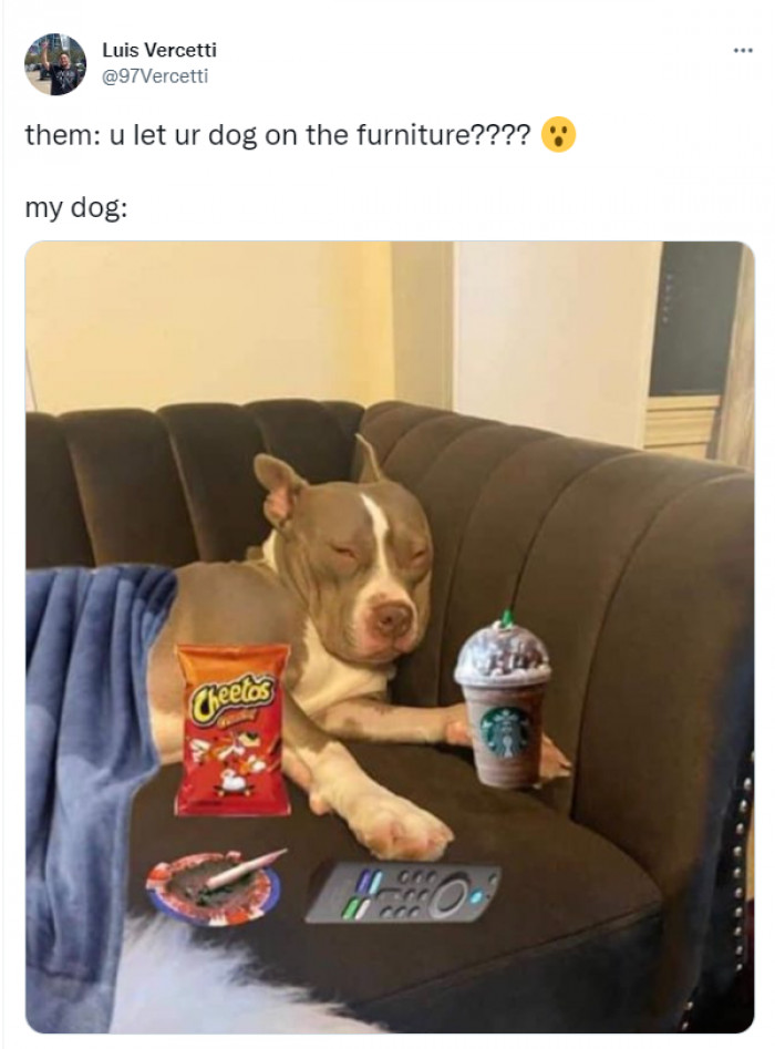 11. My dog is an equal part of the family, tyvm