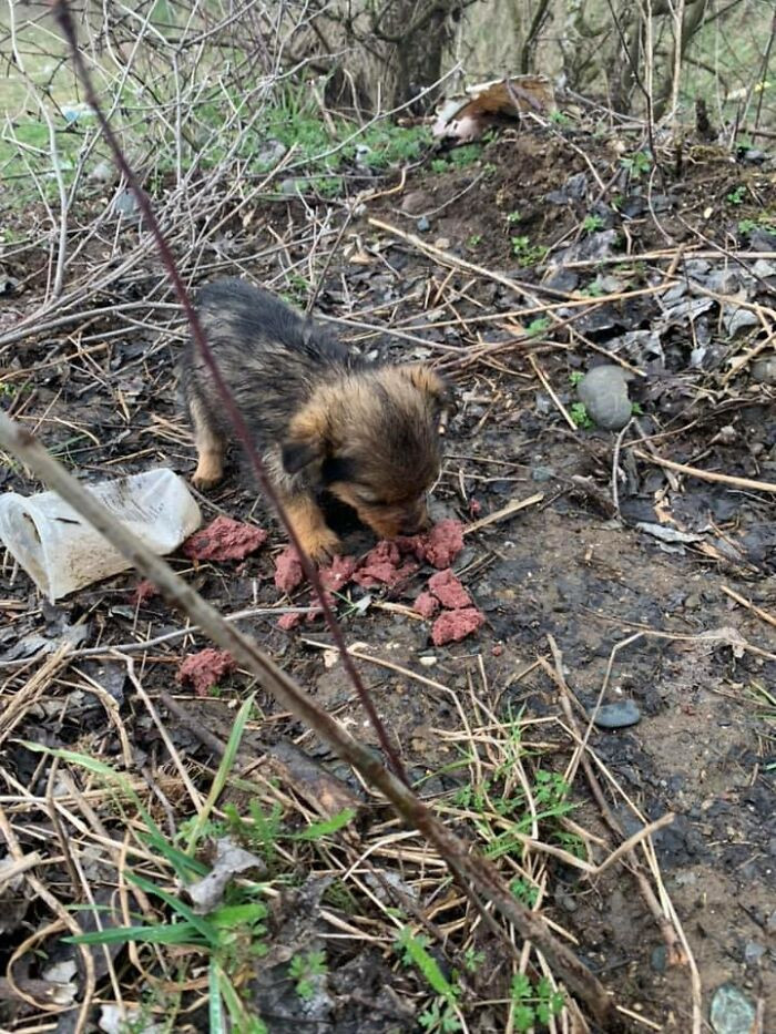 He realized that the young dog had very little chance of surviving on his own, even with regular feeding.