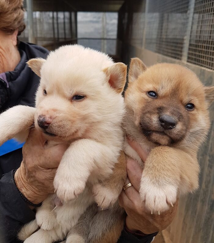 40. Adorale Baby Dingos