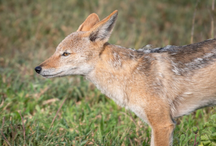 Coyote Families and Communication