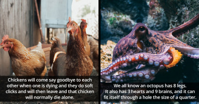 35 Fascinating And Puzzling Facts About Animals You Would Be Glad To Learn