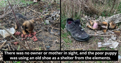 Puppy Living in a Dumpster Used an Old Shoe for Protection from the Elements Until It Was Rescued by a Kind Man