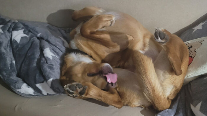 "My Dog Certainly Sleeps Weird"