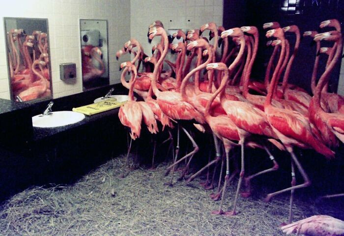 28. 30 Flamingos in the bathroom at Miami Zoo hiding from Hurricane Andrew in 1992