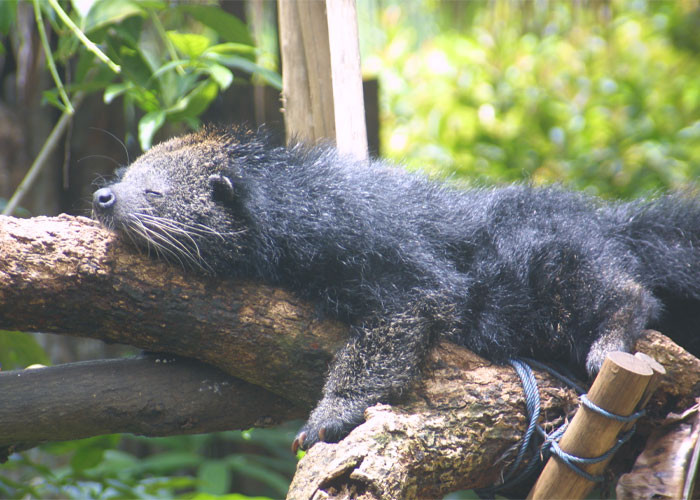 1. Binturong
