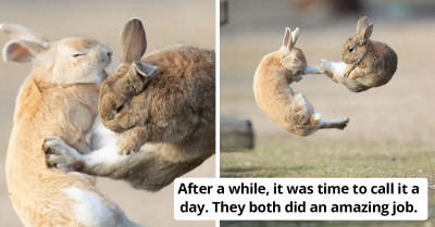 Photographer Managed To Snap A Perfectly Timed Shot Of Two Bunnies Mid-Aerial Battle, And It's The Best Thing In The World