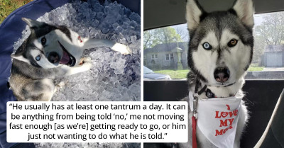 Dog Gets Into An Argument With His Hooman As He Refuses To Go Inside Because He Loves The Rain So Much