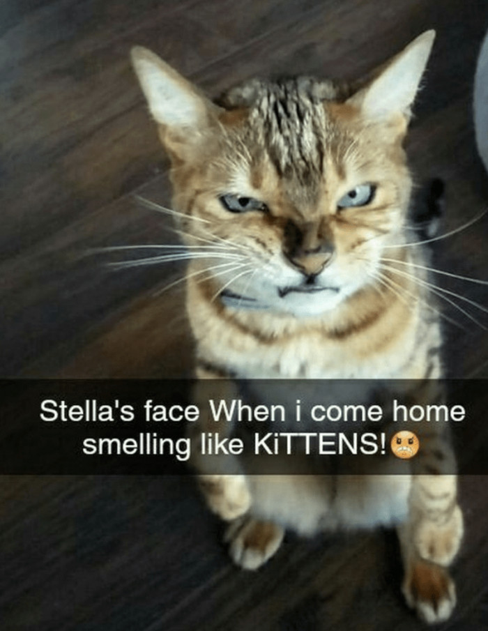 7. Hey human, how dare you give all my pets and rubs away without letting me know first?