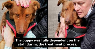 Disabled Dog Sheds Tears of Joy After Being Shown Love When He Was Just About to Give Up on Life
