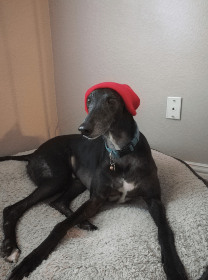 5. Have you seen a good gangster dog?