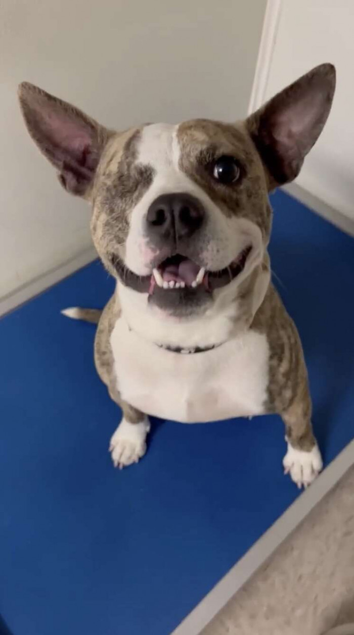 These kids found a new way to help shelter dogs find homes