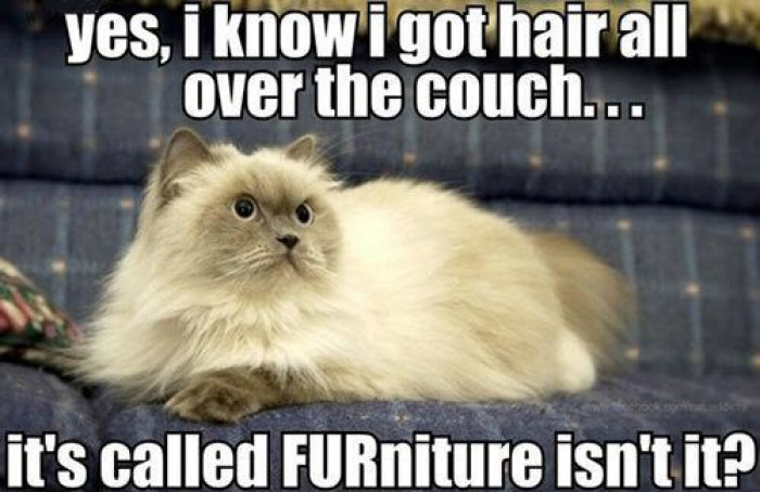8. It wouldn’t be furniture without the fur. Now, would it?