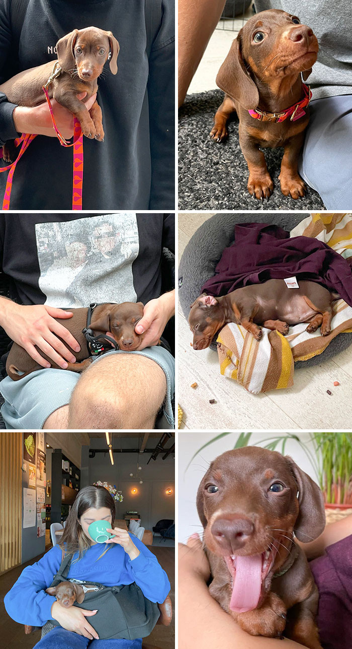 Birthday boy dachshund sits by car window, long drive after loss.
