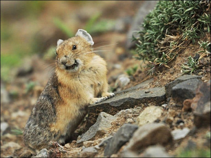 12) Pika