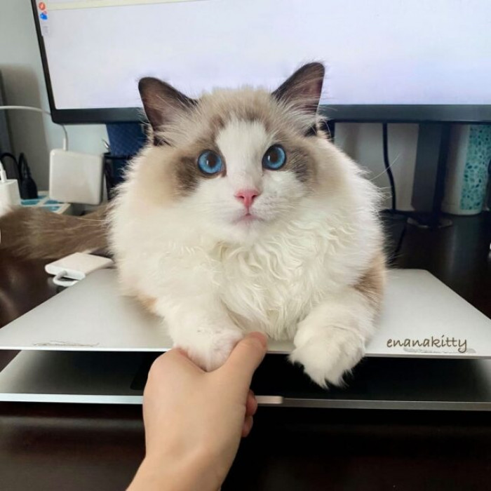 Ena enjoys assisting her mother with her work, but when the day is done, she is ready for cuddles!