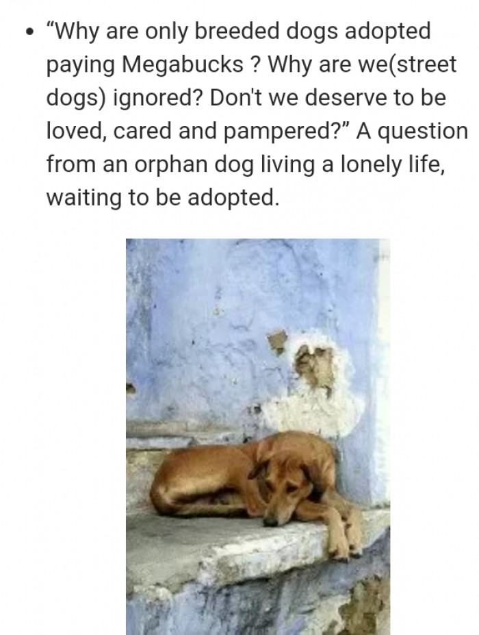 Doggo bond themed comment, affectionate dog and human connection caption