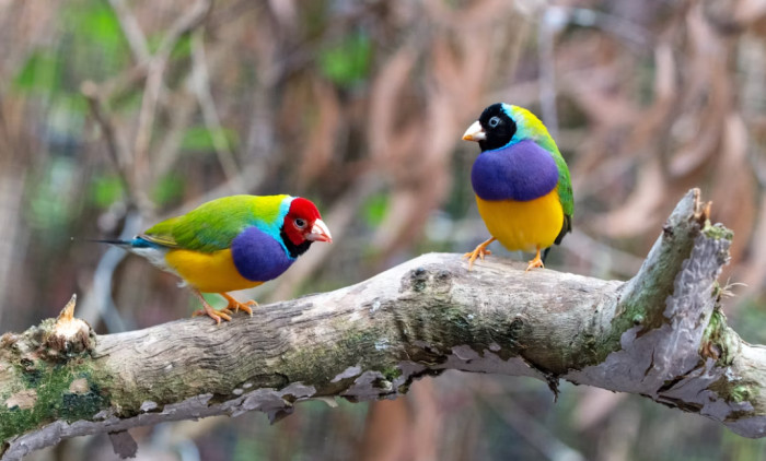 Are Birds Dinosaurs Too?