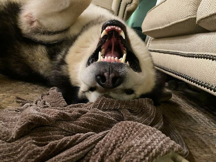 “Pleeeeease Rub My Belly” (Said By My Giant Dork And His Giant Smile)