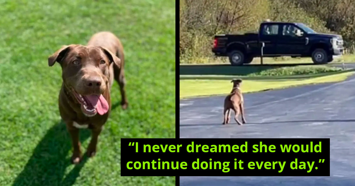 Loyal Rescue Dog Patiently Awaits Each Day For Her Rescuer To Return From Work