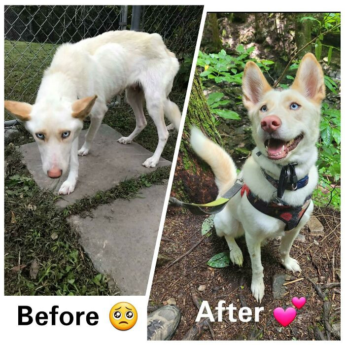 27. Iris Was Found As A Starving And Terrified Stray Wandering With Her 6 Pups In Rural Virginia