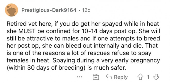 Please don't spay her in heat.