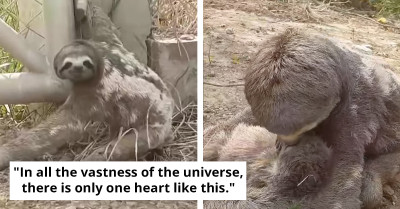 Mother Sloth Joyfully Reunites with Lost Baby After Heartbreaking Separation