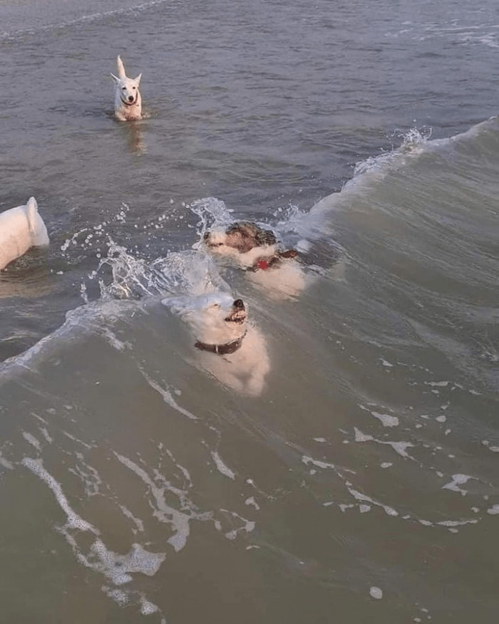 4. Doggos having too much fun with the waves.