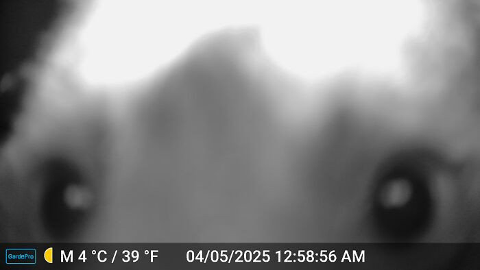 14. One Of The Funniest Trail Cam Pics I Have Recorded