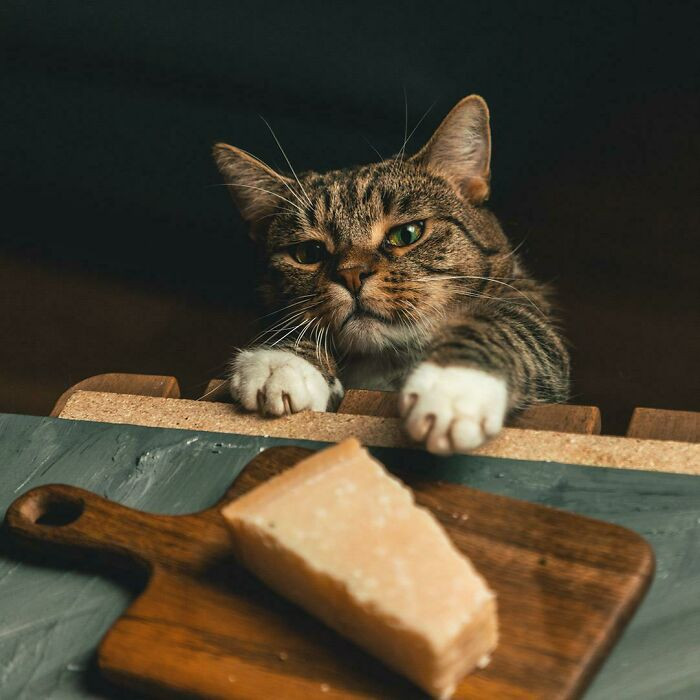 1. Our Cat Trying To Steal Cheese