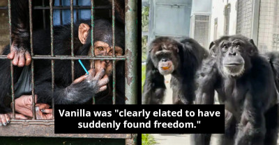 The Magical Moment Vanilla, 28-Year-Old Chimpanzee, Saw The Sky For The First Time