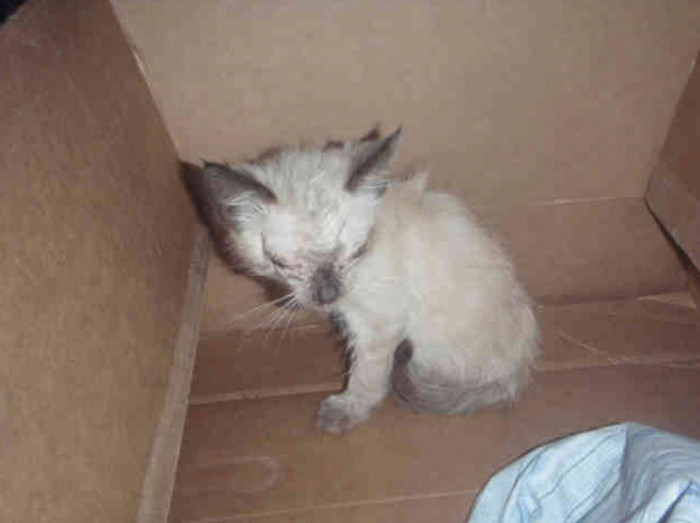 When Kwane Stewart met Sushi, he knew she was a fighter