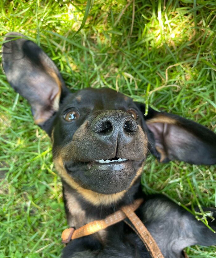 "Wanted To Share My Favorite Picture Of My Sausage"