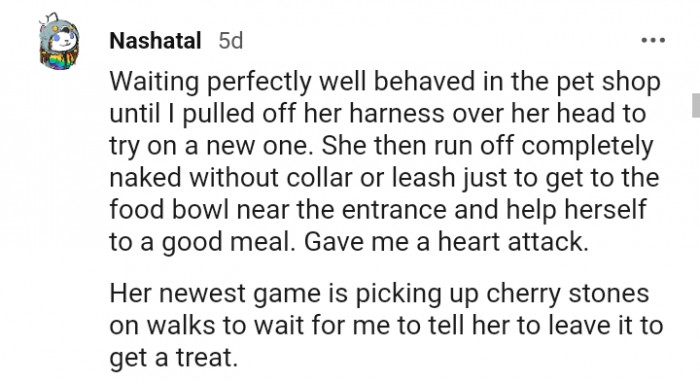 26. This dog who picks up cherry stones on walks