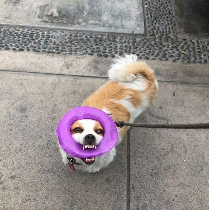 24. I asked for treats; what is this?