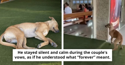 “I’ve Finally Found My Place” - Moment Dog Finds Forever Home After Crashing A Wedding
