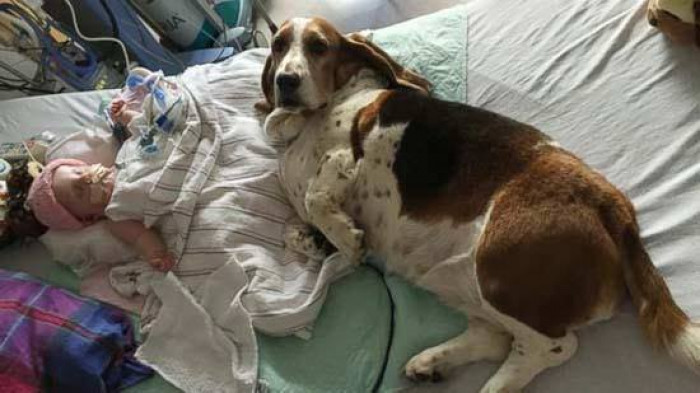They lowered the bed so the dogs could lay with her and Gracie ran up and licked her