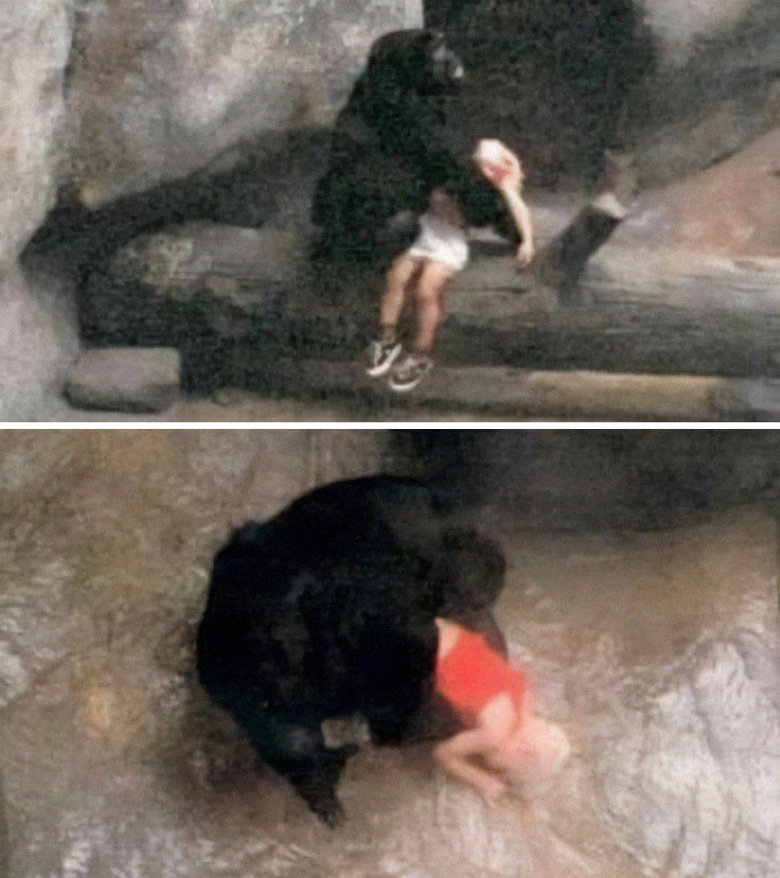 3. In 1996, Binti Jua, an 8-year-old female Western lowland gorilla, tended to a 3-year-old boy who had fallen into her enclosure at the Brookfield Zoo in Illinois.