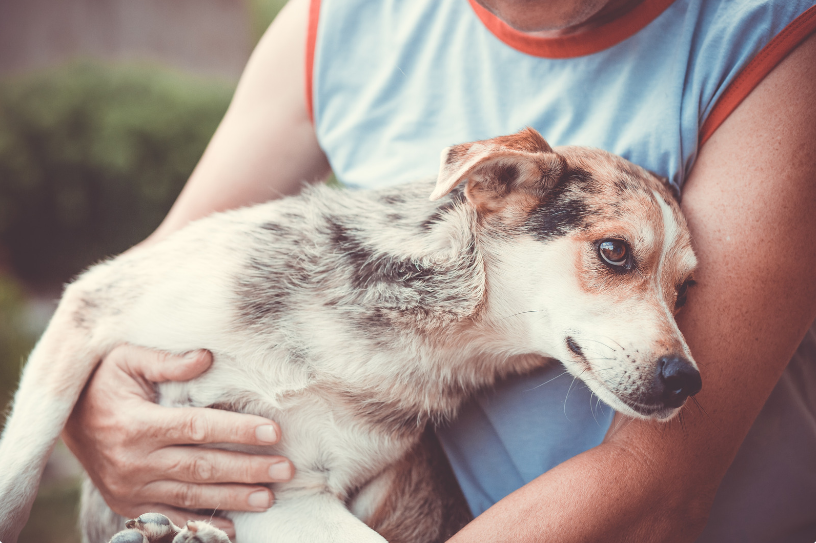 One dog lover believes it needs immediate action and broke down the steps about how she would go about reporting the owner.