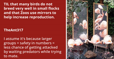 Zoos Use Mirrors To Make Birds Think There Are More Of Them Because They Don't Breed Well In Small Flocks