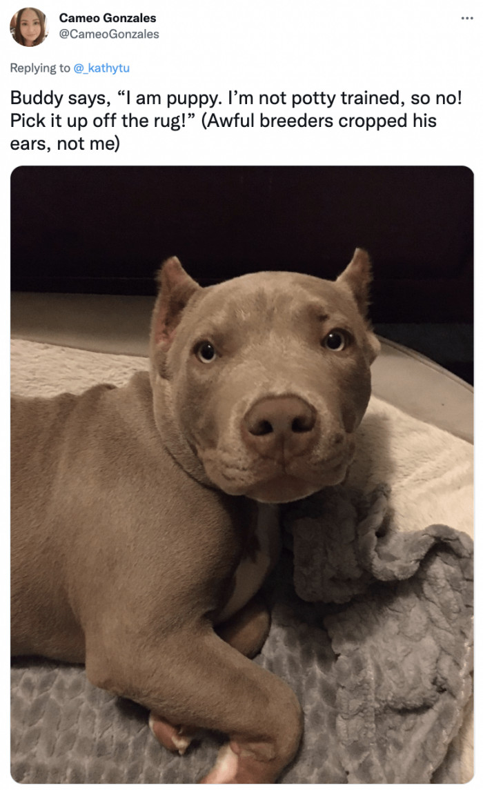 I'm a Puppy, Not Puppy Trained