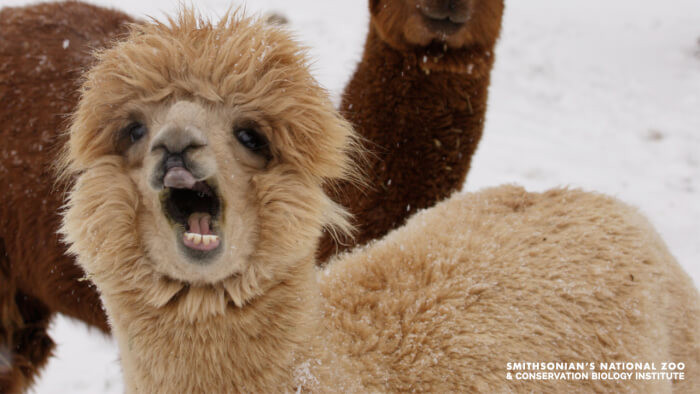 This llama is one that can be used for so many hilarious memes or other areas where this funny picture might be needed.