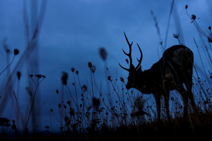 The Mesmerizing Shot