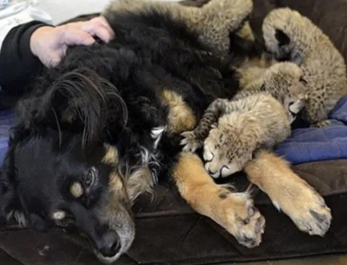 Blakely provides them the comfort of a mother, and the little ones look so happy to cuddle with him and climb over him